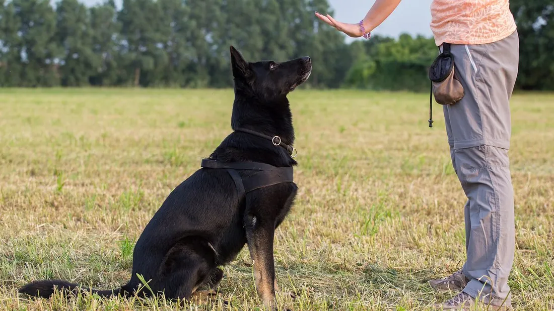 Advanced Obedience — SoFlo K9 Connections dog training in South Florida