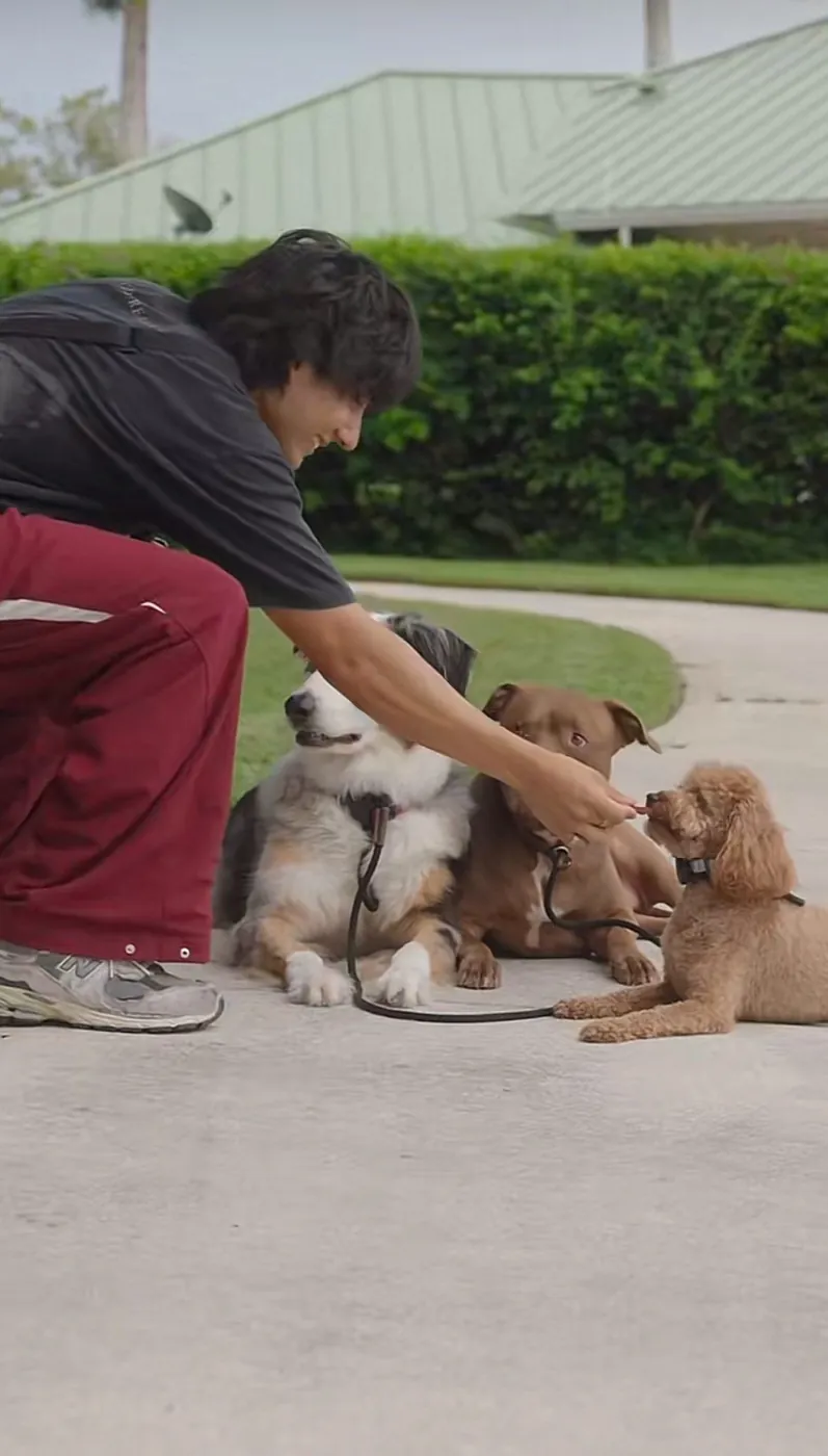 Basic Obedience — SoFlo K9 Connections dog training in South Florida