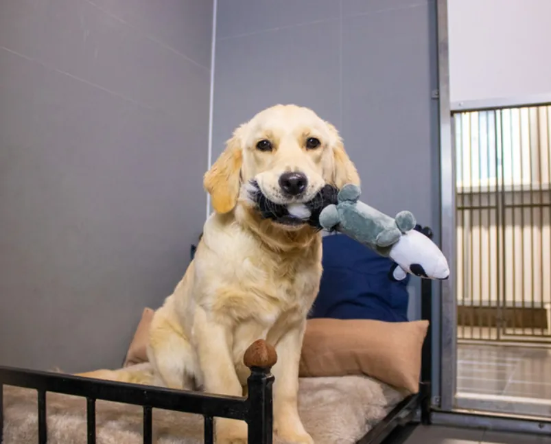 Boarding — SoFlo K9 Connections dog training in South Florida